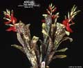 Billbergia 'Sun Spots'