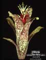 Billbergia 'Sun Spots'
