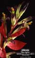 Billbergia 'Sun Spots'