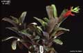 Billbergia 'El Jefe'