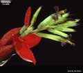Billbergia 'El Jefe'