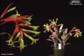 Billbergia 'Las Manchas'