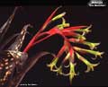 Billbergia 'Las Manchas'