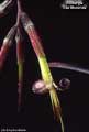 Billbergia 'Las Manchas'