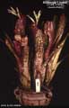 Billbergia 'Limbo'