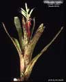 Billbergia 'Limbo'
