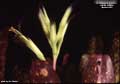 Billbergia 'Limbo'