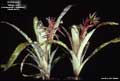 Billbergia 'Mariposa'