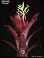 Billbergia 'Milagro'