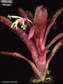 Billbergia 'Milagro'