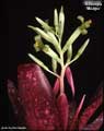 Billbergia 'Milagro'