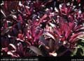 Billbergia 'Diablo'