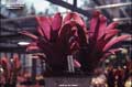 Billbergia 'Diablo'