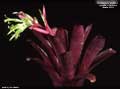 Billbergia 'Diablo'