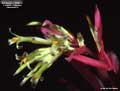 Billbergia 'Diablo'