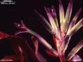 Billbergia 'Manda's Othello'
