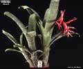 Billbergia 'Storm'