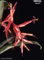 Billbergia 'Storm'