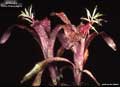Billbergia 'Pink Champagne'