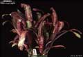 Billbergia 'Pink Champagne'