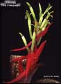 Billbergia 'Pink Champagne'