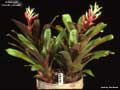 Billbergia 'Dorothy Novak'
