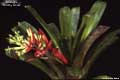 Billbergia 'Dorothy Novak'
