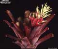 Billbergia 'Dorothy Novak'