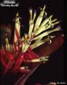 Billbergia 'Dorothy Novak'