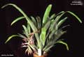 Billbergia 'Violet Beauty'