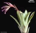 Billbergia 'Violet Beauty'