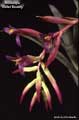 Billbergia 'Violet Beauty'