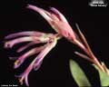 Billbergia 'Violet Beauty'
