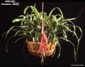 Billbergia 'Theodore L. Mead'