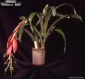 Billbergia 'Theodore L. Mead'