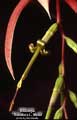 Billbergia 'Theodore L. Mead'