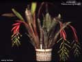 Billbergia 'Thelma Darling Hodge'