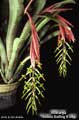 Billbergia 'Thelma Darling Hodge'