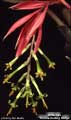 Billbergia 'Thelma Darling Hodge'