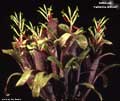Billbergia 'Catherine Wilson'