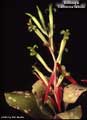 Billbergia 'Catherine Wilson'