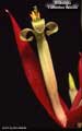 Billbergia 'Catherine Wilson'