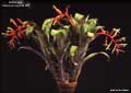 Billbergia 'Carrone's Hybrid #2'