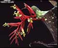 Billbergia 'Carrone's Hybrid #2'