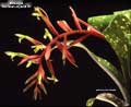 Billbergia 'Carrone's Hybrid #2'