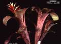 Billbergia 'Carrone's Hybrid #3'