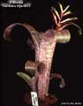 Billbergia 'Carrone's Hybrid #3'