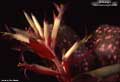 Billbergia 'Carrone's Hybrid #3'