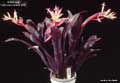Billbergia 'Carrone's Black Bill'