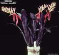 Billbergia 'Carrone's Black Bill'
